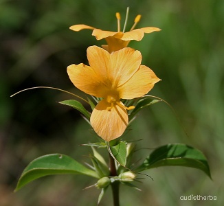 Barleria prionitis flower2.jpg